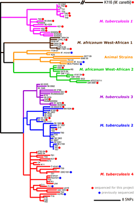 phylogenetic tree of strains
